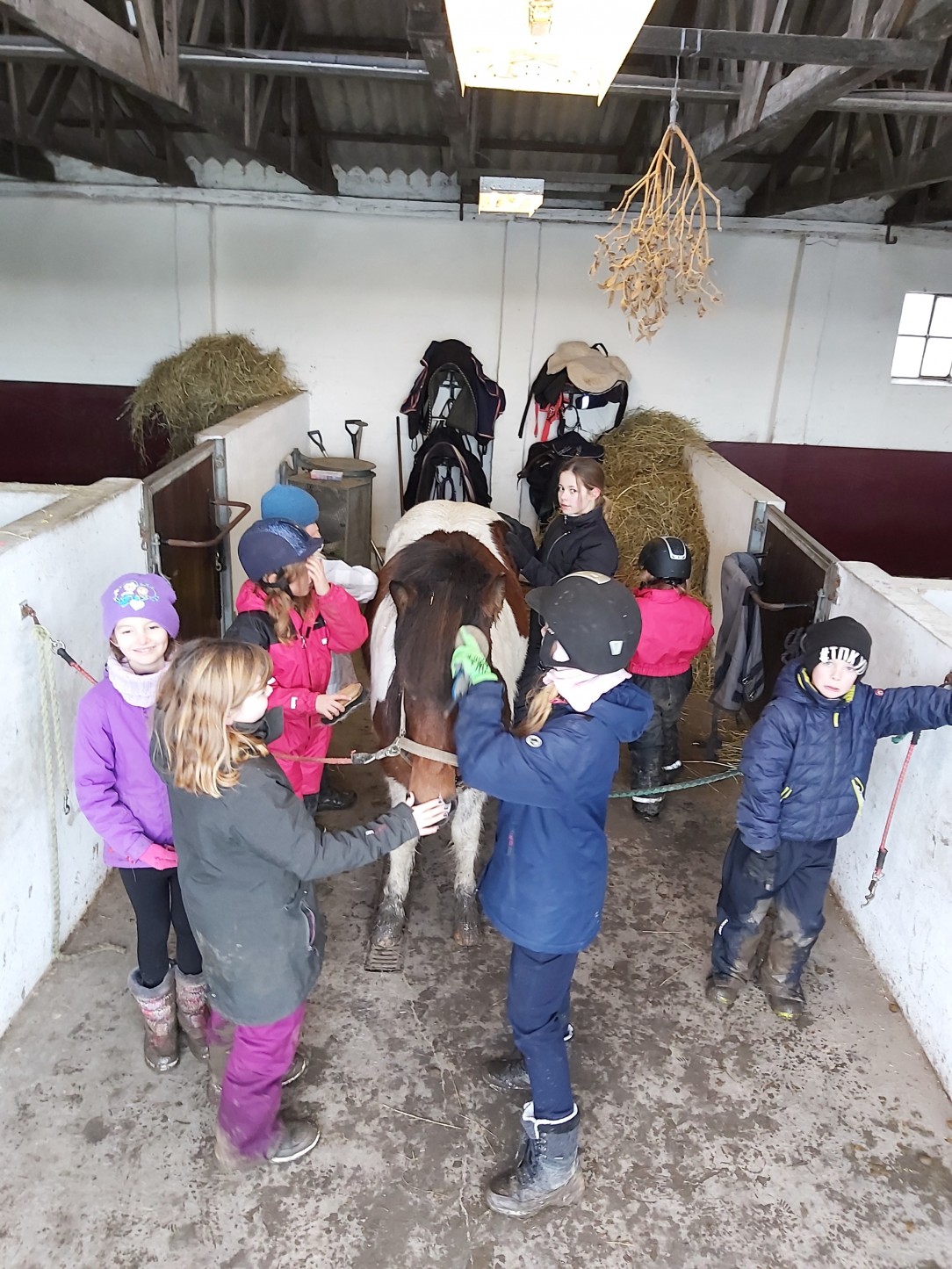 Flying horses - nyt billede